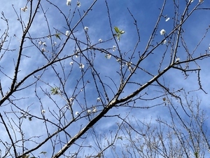 開花の様子その2