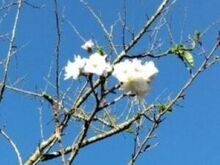 子福桜の様子