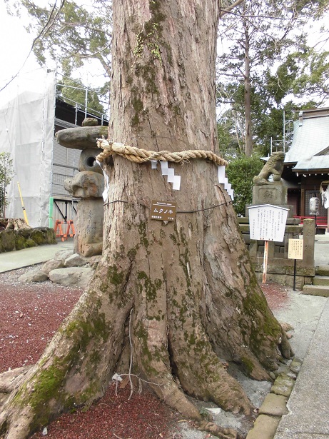 今宮神社社叢（ムクノキ）の画像